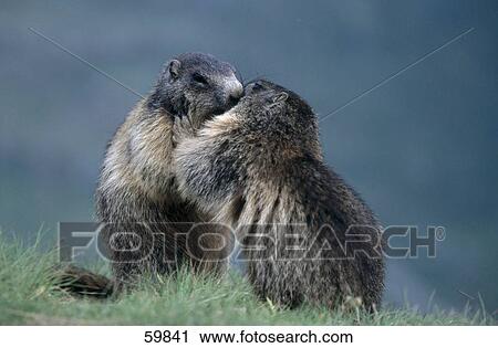 Two Groundhogs (Marmota monax) playing on mountain View Large Photo Image Stock Image - Two Groundhogs (Marmota monax) playing on mountain . Fotosearch