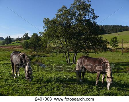Stock Image - Two horses grazing grass in field, Black Forest, Baden-Wuerttemberg, Germany . Fotosearch