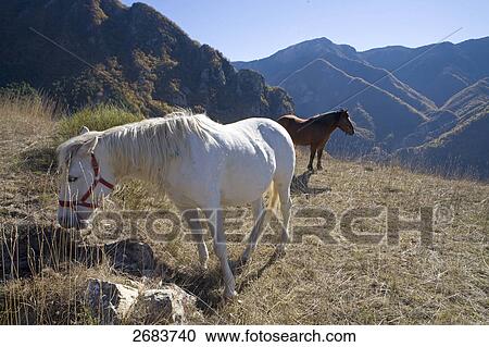 Two horses standing in field, Saorge, Roya Bevera Valley, Provence-Alpes-Cote d'Azur, France View Large Photo Image Stock Image - Two horses standing in field, Saorge, Roya Bevera Valley, Provence-Alpes-Cote d'Azur, France . Fotosearch