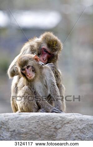 Two Japanese macaques (macaca fuscata), Beppu, Japan View Large Photo Image Stock Photo - Two Japanese macaques (macaca fuscata), Beppu, Japan . Fotosearch