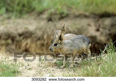 Stock Image - Two Mara pups (Dolichotis patagonum), Schleswig-Holstein, close-up . Fotosearch
