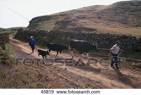 Two people with cattle on road, El Hierro, Canary Islands, Spain View Large Photo Image Stock Photo - Two people with cattle on road, El Hierro, Canary Islands, Spain . Fotosearch