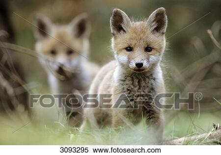 Two Red fox cubs (Vulpes vulpes) facing camera, Schleswig-Holstein, Germany, front view View Large Photo Image Stock Photography - Two Red fox cubs (Vulpes vulpes) facing camera, Schleswig-Holstein, Germany, front view . Fotosearch