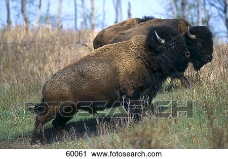 Two Wisents (Bison bonasus) standing in forest, USA View Large Photo Image Stock Image - Two Wisents (Bison bonasus) standing in forest, USA . Fotosearch