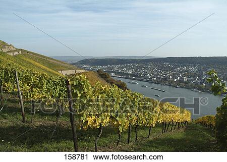 Vines in vineyard at riverside, Rhine River, Rudesheim, Hesse, Germany View Large Photo Image Stock Image - Vines in vineyard at riverside, Rhine River, Rudesheim, Hesse, Germany . Fotosearch