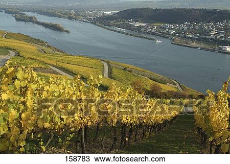 Vines in vineyard at riverside, Rhine River, Rudesheim, Hesse, Germany View Large Photo Image Stock Image - Vines in vineyard at riverside, Rhine River, Rudesheim, Hesse, Germany . Fotosearch