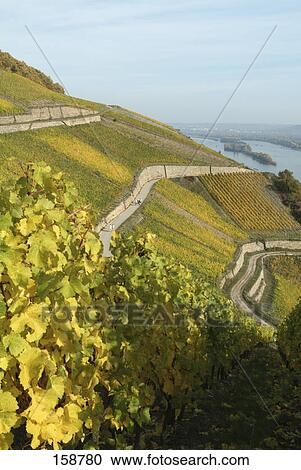 Stock Image - Vines in vineyard at riverside, Rudesheim, Rhine River, Hesse, Germany . Fotosearch