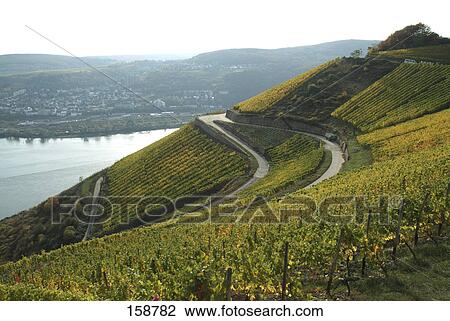 Stock Image - Vines in vineyard at riverside, Rudesheim, Rhine River, Hesse, Germany . Fotosearch
