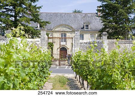 Picture - Vineyard in front of hotel, Manoir De Restigne, Indre-Et-Loire, France . Fotosearch