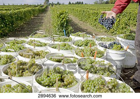 Stock Photograph - vineyard near Quebec, Canada . Fotosearch