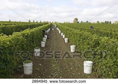 vineyard near Quebec, Canada View Large Photo Image Stock Photography - vineyard near Quebec, Canada . Fotosearch