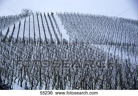 Stock Photograph - Vineyard on a snowcoverd landscape, Franconia, Germany . Fotosearch