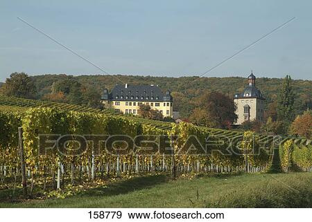 Stock Photo - Vineyard with castle in background, Vollrads Palace Castle, Oestrich Winkel, Hesse Rhine Valley, Hessen, Germany . Fotosearch