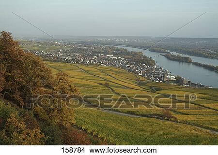 Picture - Vineyard with town and river, Hesse River, Ruedesheim am Rhein, Hessen, Germany . Fotosearch