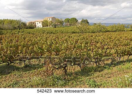 Vineyards with farmhouse in background, Luberon, Vaucluse, Provence-Alpes-Cote d'Azur, France View Large Photo Image Stock Image - Vineyards with farmhouse in background, Luberon, Vaucluse, Provence-Alpes-Cote d'Azur, France . Fotosearch