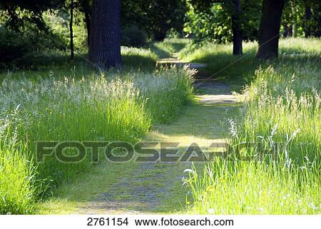 Picture - Walkway running through park, Germany . Fotosearch