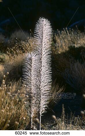Stock Photography - Weed grass plant in field, Tenerife, Canary Islands, Spain . Fotosearch