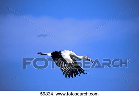 White Stork (Ciconia ciconia) in flight View Large Photo Image Picture - White Stork (Ciconia ciconia) in flight . Fotosearch