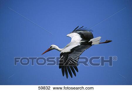 White Stork (Ciconia ciconia) in flight View Large Photo Image Stock Image - White Stork (Ciconia ciconia) in flight . Fotosearch