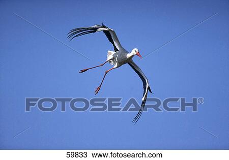 White Stork (Ciconia ciconia) in flight View Large Photo Image Stock Image - White Stork (Ciconia ciconia) in flight . Fotosearch