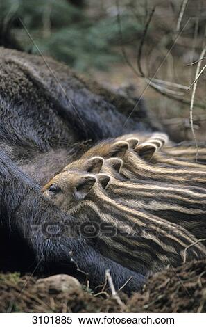 Wild boar female (Sus scrofa) suckling piglets, Schleswig-Holstein, Germany, close-up View Large Photo Image Stock Photography - Wild boar female (Sus scrofa) suckling piglets, Schleswig-Holstein, Germany, close-up . Fotosearch