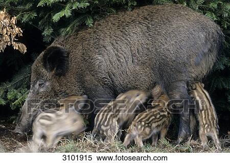 Wild boar female (Sus scrofa) suckling piglets, Schleswig-Holstein, Germany, close-up View Large Photo Image Stock Photography - Wild boar female (Sus scrofa) suckling piglets, Schleswig-Holstein, Germany, close-up . Fotosearch