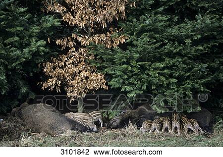 Stock Image - Wild boar females (Sus scrofa) suckling piglets, Schleswig-Holstein, Germany . Fotosearch