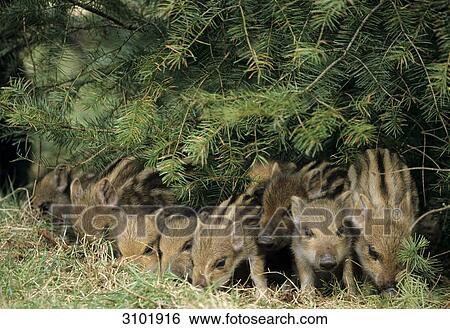 Stock Photograph - Wild boar (Sus scrofa) eating, Schleswig-Holstein, Germany, close-up . Fotosearch