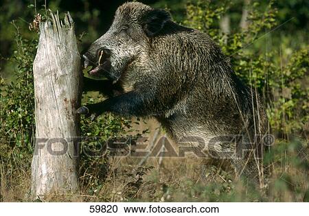 Wild Boar (Sus scrofa) in forest View Large Photo Image Stock Image - Wild Boar (Sus scrofa) in forest . Fotosearch
