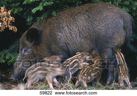 Wild Boar (Sus scrofa) nursing its young ones in forest View Large Photo Image Stock Image - Wild Boar (Sus scrofa) nursing its young ones in forest . Fotosearch