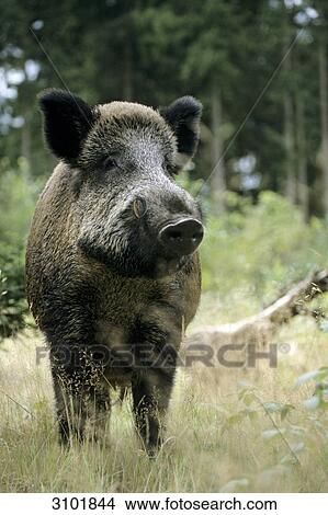 Picture - Wild boar (Sus scrofa), Schleswig-Holstein, Germany, close-up, front view . Fotosearch