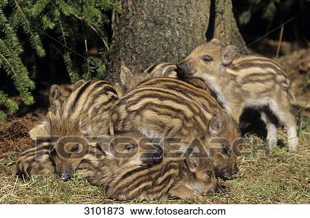 Wild boar (Sus scrofa) resting beside a tree trunk, Schleswig-Holstein, Germany, close-up View Large Photo Image Stock Image - Wild boar (Sus scrofa) resting beside a tree trunk, Schleswig-Holstein, Germany, close-up . Fotosearch