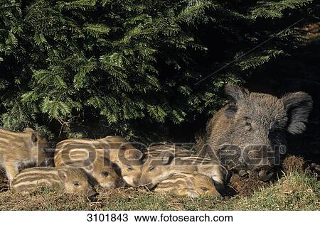 Wild boar (Sus scrofa) sleeping beside their mother, Schleswig-Holstein, Germany, close-up View Large Photo Image Stock Image - Wild boar (Sus scrofa) sleeping beside their mother, Schleswig-Holstein, Germany, close-up . Fotosearch