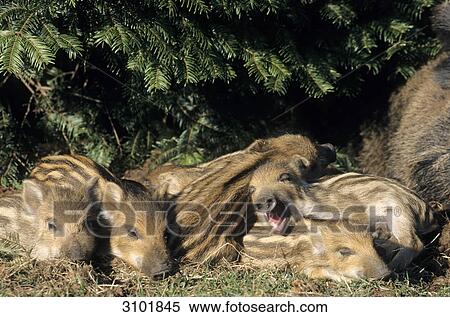Wild boar (Sus scrofa) sleeping beside their mother, Schleswig-Holstein, Germany, close-up View Large Photo Image Stock Photography - Wild boar (Sus scrofa) sleeping beside their mother, Schleswig-Holstein, Germany, close-up . Fotosearch