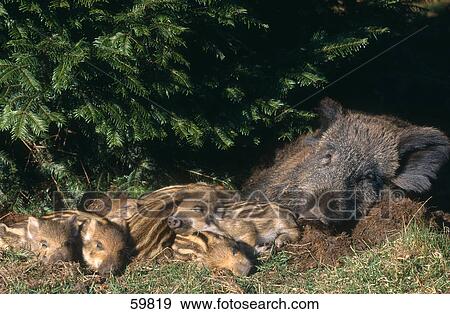 Wild Boar (Sus scrofa) sleeping with young ones in forest View Large Photo Image Stock Photo - Wild Boar (Sus scrofa) sleeping with young ones in forest . Fotosearch