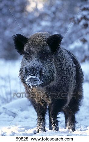 Stock Photo - Wild Boar (Sus scrofa) standing in snow . Fotosearch