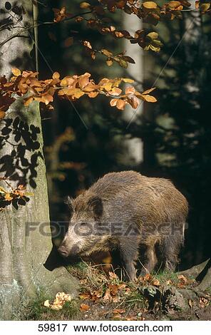 Stock Photo - Wild Boar (Sus scrofa) standing in forest . Fotosearch