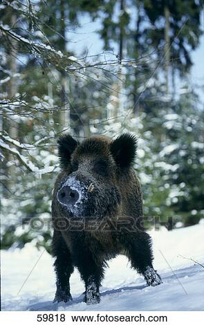 Wild Boar (Sus scrofa) standing in forest View Large Photo Image Stock Photo - Wild Boar (Sus scrofa) standing in forest . Fotosearch