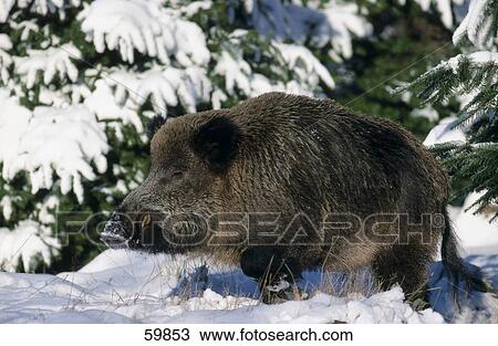 Stock Image - Wild Boar (Sus scrofa) walking in snow . Fotosearch