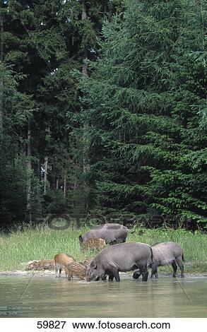 Stock Photo - Wild Boars (Sus scrofa) drinking water with piglets from lake . Fotosearch