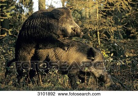 Wild boars (Sus scrofa) mating, Schleswig-Holstein, Germany, side view View Large Photo Image Stock Image - Wild boars (Sus scrofa) mating, Schleswig-Holstein, Germany, side view . Fotosearch