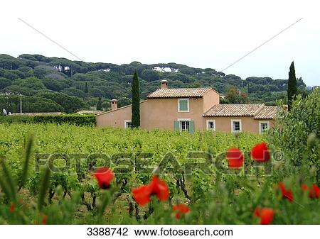 Stock Image - Wine-growing estate, St. Tropez, France . Fotosearch