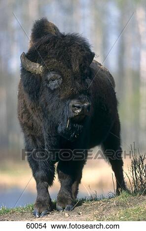 Picture - Wisent (Bison bonasus) standing in forest, USA . Fotosearch
