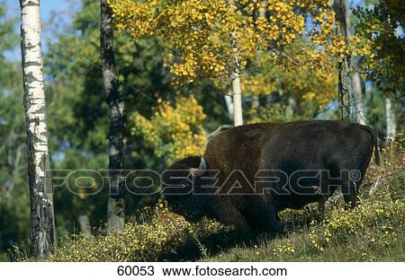 Stock Image - Wisent (Bison bonasus) standing in forest, USA . Fotosearch