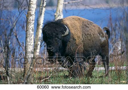 Stock Image - Wisent (Bison bonasus) standing in forest, USA . Fotosearch