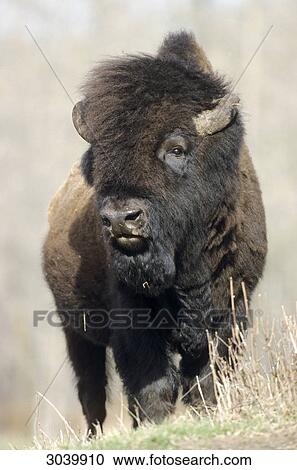 Wood Bison (Bison bison athabascae), Alberta, Canada, front view View Large Photo Image Stock Image - Wood Bison (Bison bison athabascae), Alberta, Canada, front view . Fotosearch