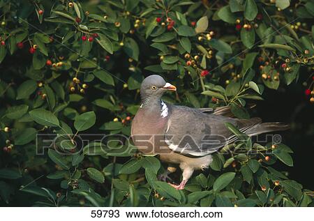 Woodpigeon (Columba palumbus) on bush berries View Large Photo Image Stock Image - Woodpigeon (Columba palumbus) on bush berries . Fotosearch