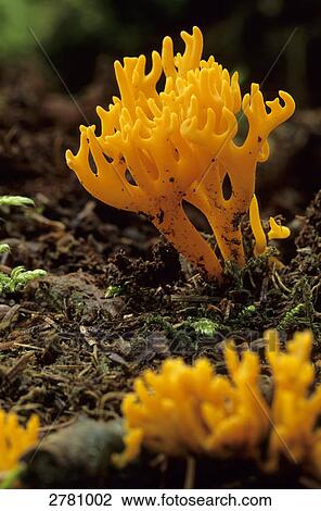 Yellow stagHorn-Fungus (Calocera viscosa) growing in forest, Schleswig-Holstein, Germany View Large Photo Image Stock Image - Yellow stagHorn-Fungus (Calocera viscosa) growing in forest, Schleswig-Holstein, Germany . Fotosearch