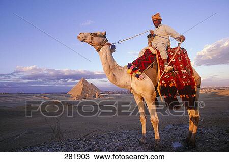Young man riding camel in desert, Giza Pyramid, Giza, Cairo, Egypt View Large Photo Image Stock Image - Young man riding camel in desert, Giza Pyramid, Giza, Cairo, Egypt . Fotosearch