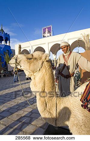 Young man standing with camel at courtyard, Hammamet, Medina, Tunisia View Large Photo Image Stock Photo - Young man standing with camel at courtyard, Hammamet, Medina, Tunisia . Fotosearch